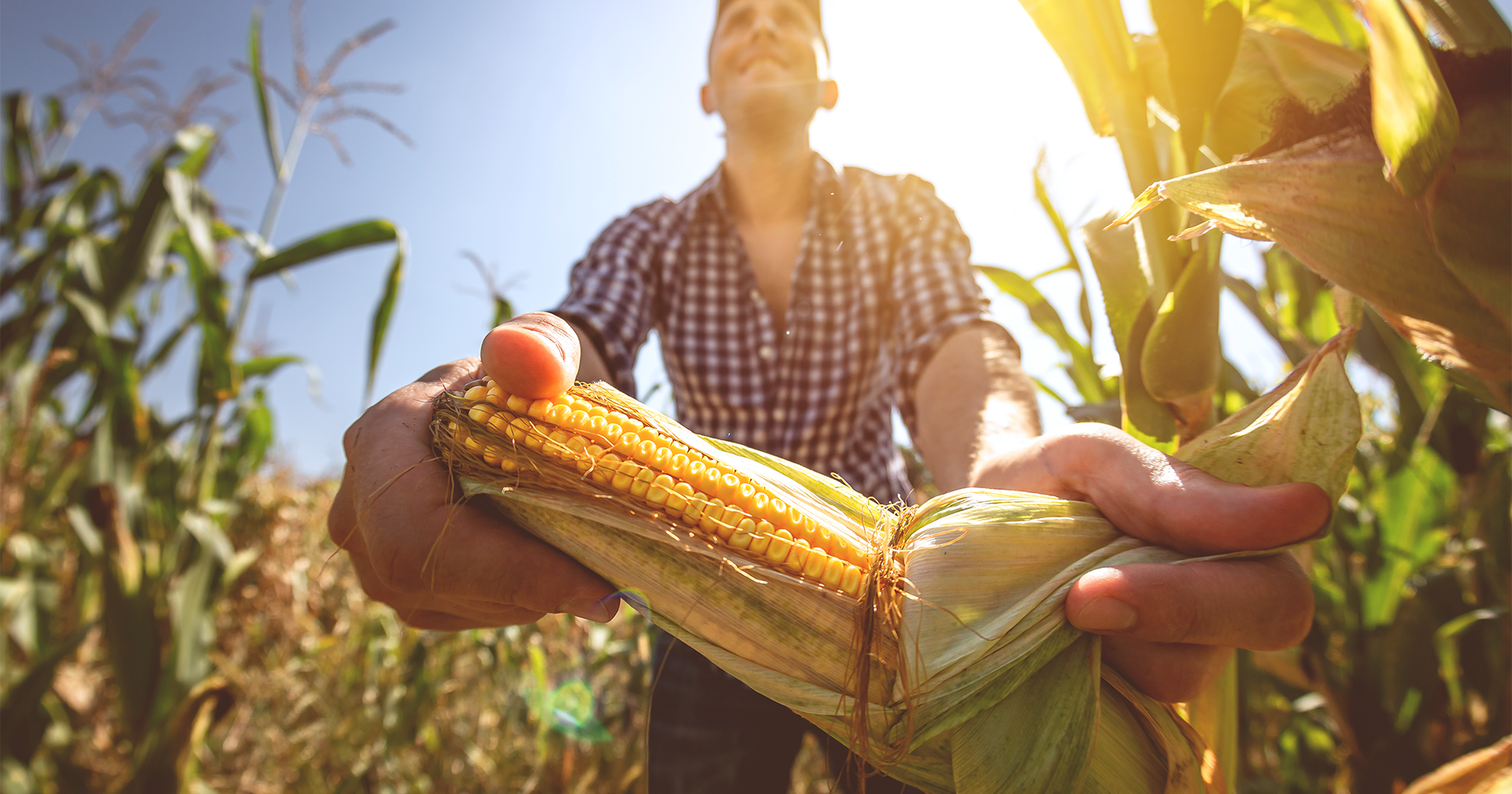 O crescimento do agronegócio no Brasil e o papel da Momesso