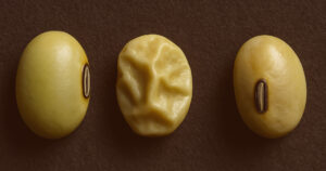 Por Que Minha Semente Enrugou? As Causas do Problema