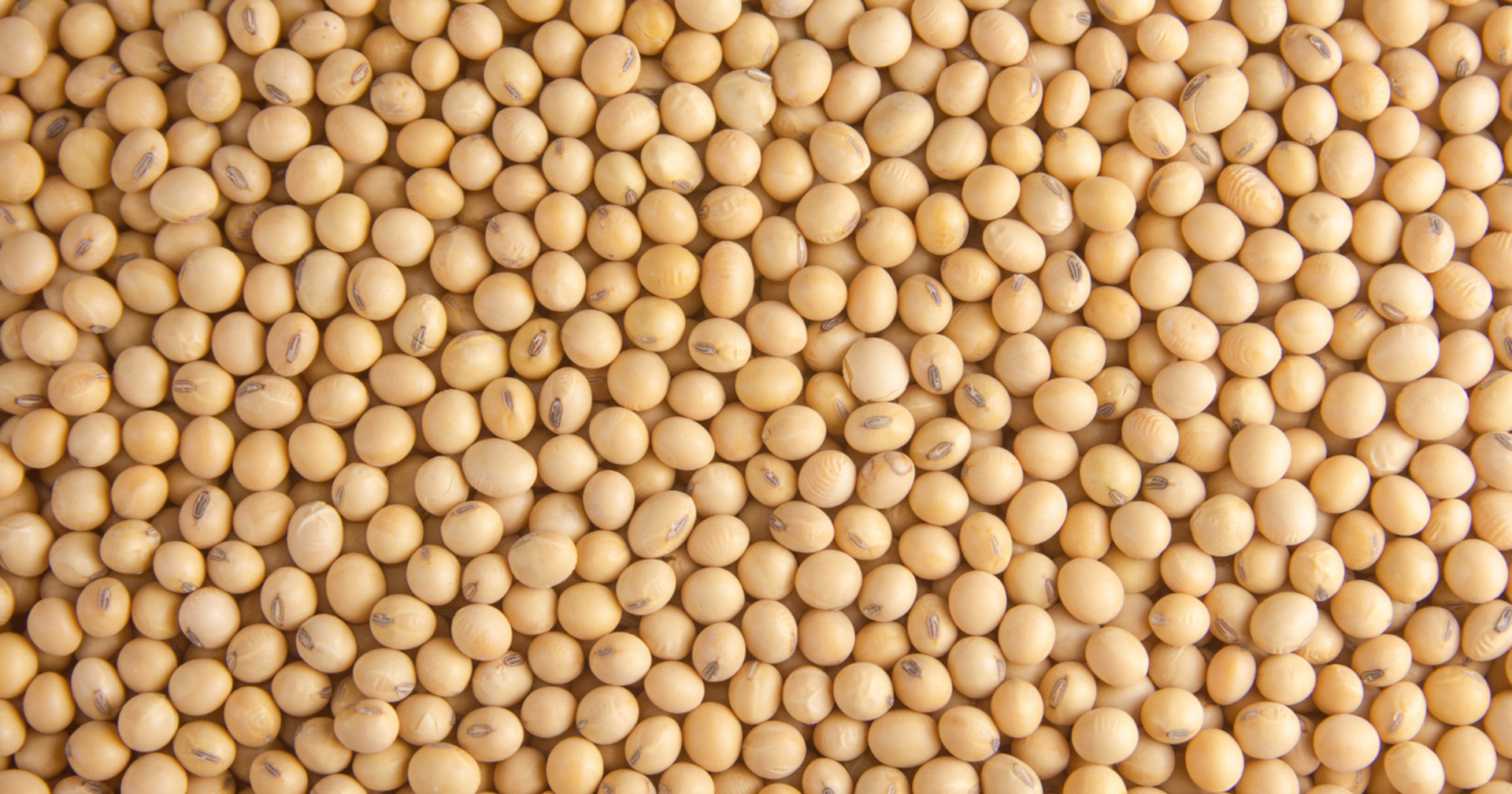 Beneficiamento de sementes: por que a organização do lote define a eficiência de toda a operação