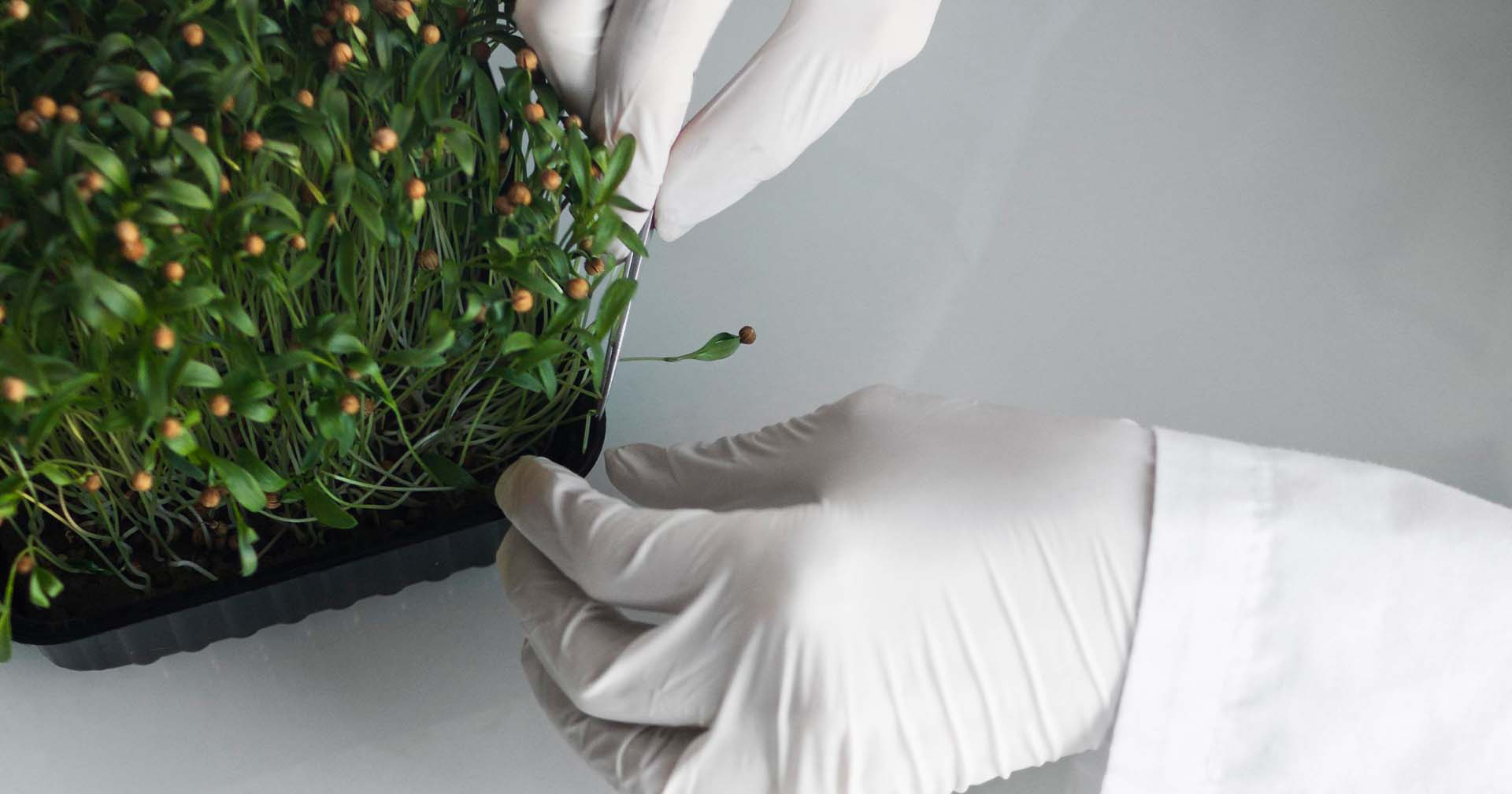 Bioinsumos e Tratamento de Sementes: A Aliança que Regenera o Solo e Fortalece a Lavoura