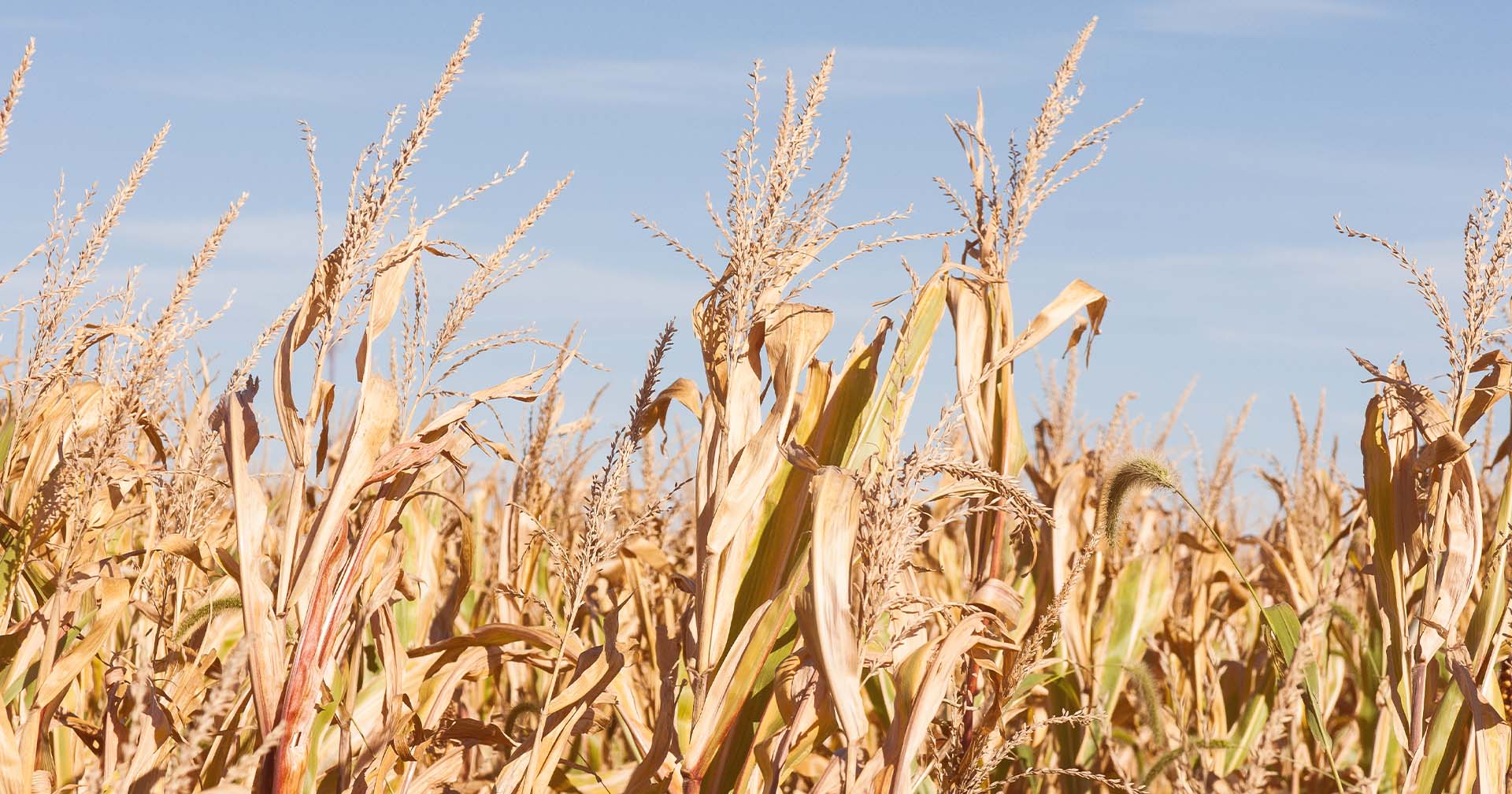 Fungos no milho: onde eles surgem e como a precisão no tratamento de sementes protege o arranque da sua safra