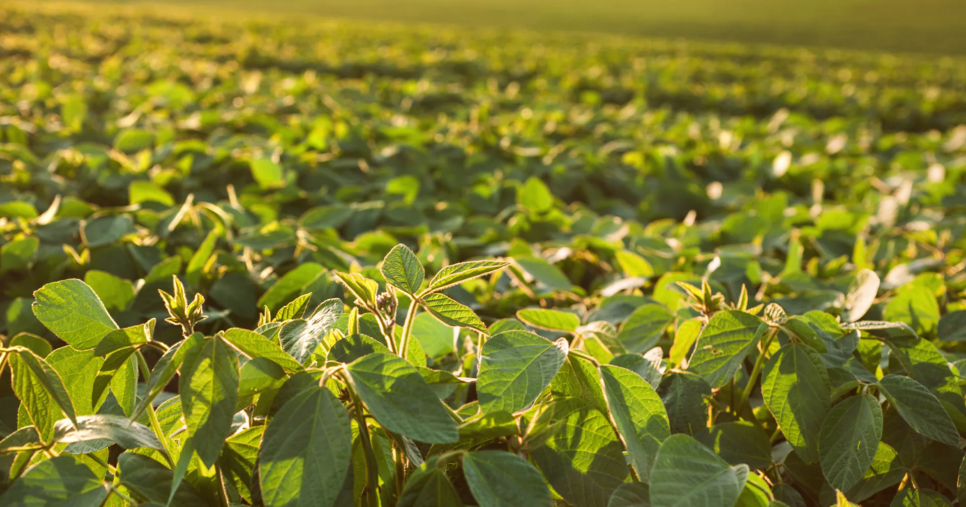 Preparar agora é colher melhor depois: o que considerar antes do plantio da soja