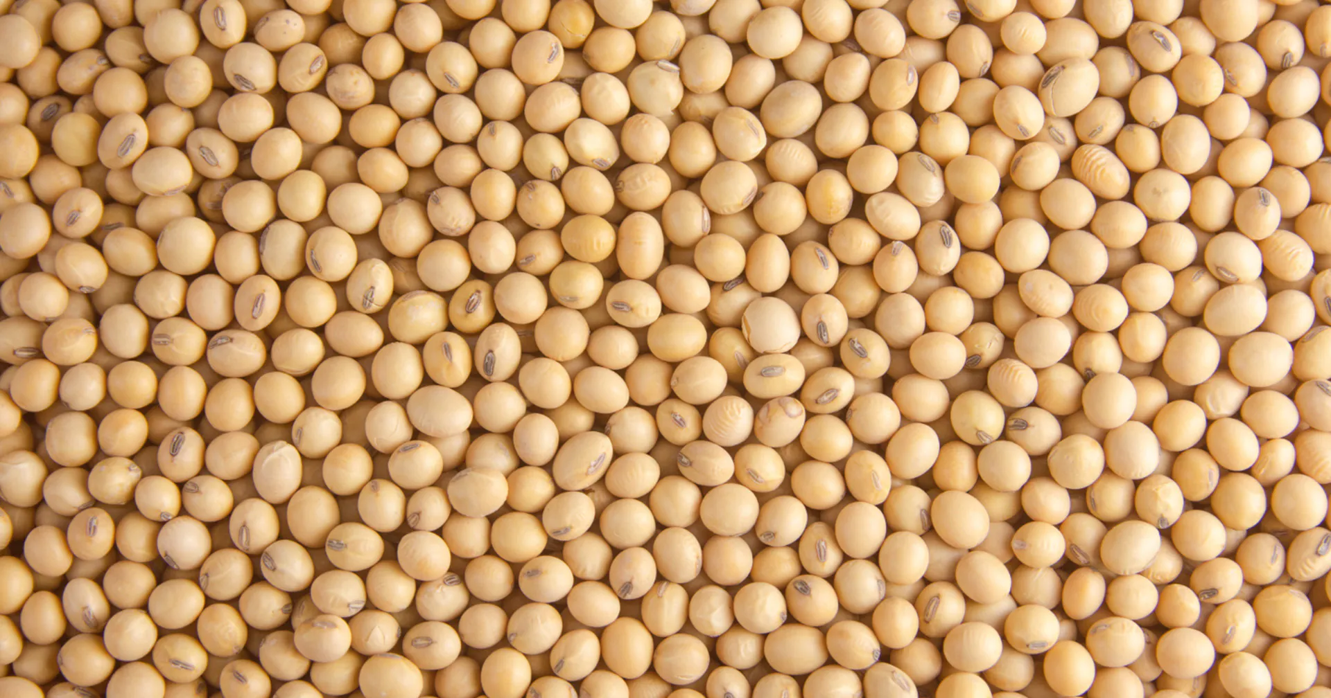 Beneficiamento de sementes: por que a organização do lote define a eficiência de toda a operação