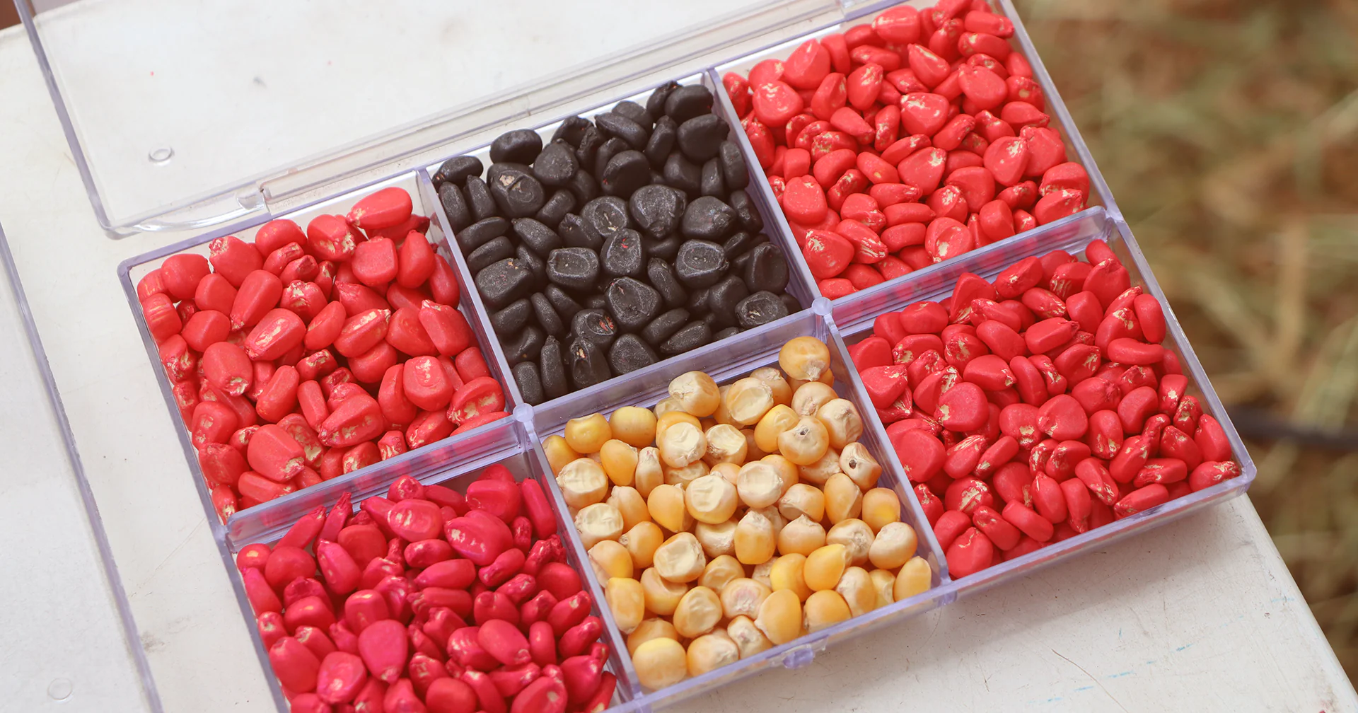 Cuidar da semente é pensar no futuro