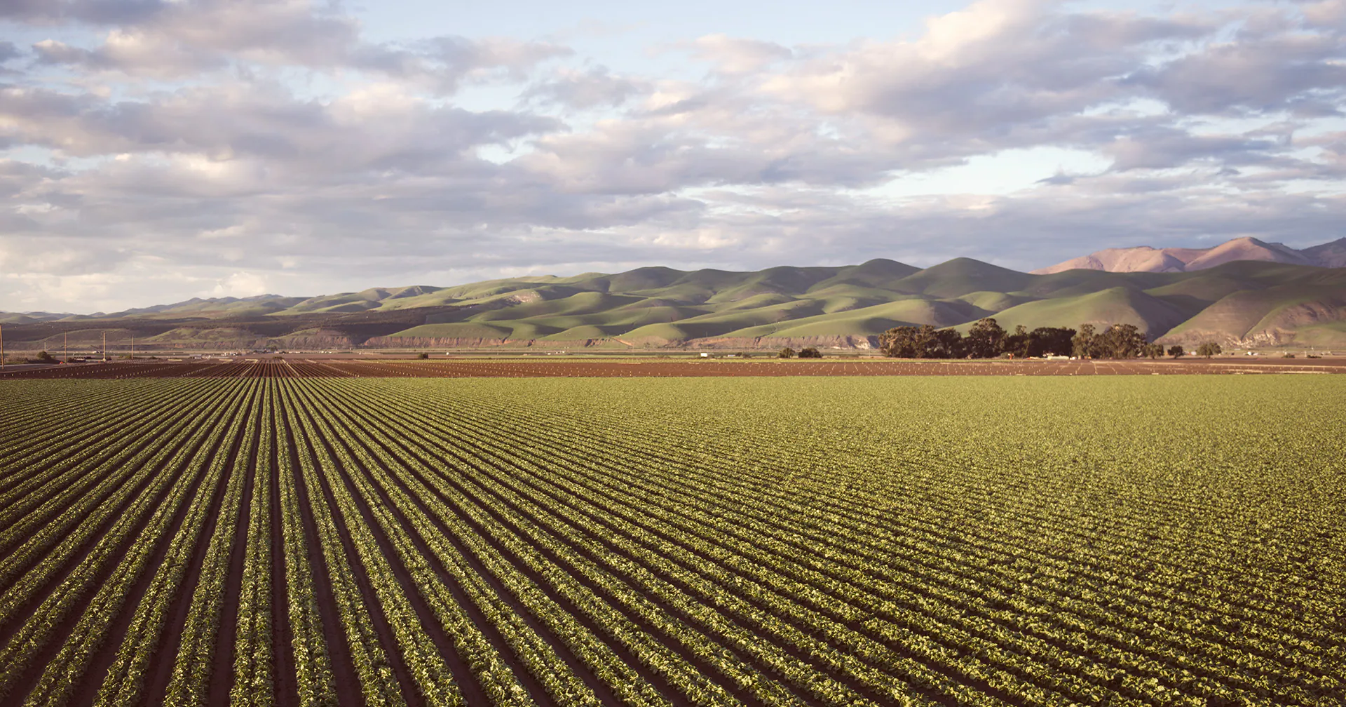 Beneficiamento de Sementes: O fim para a variabilidade?